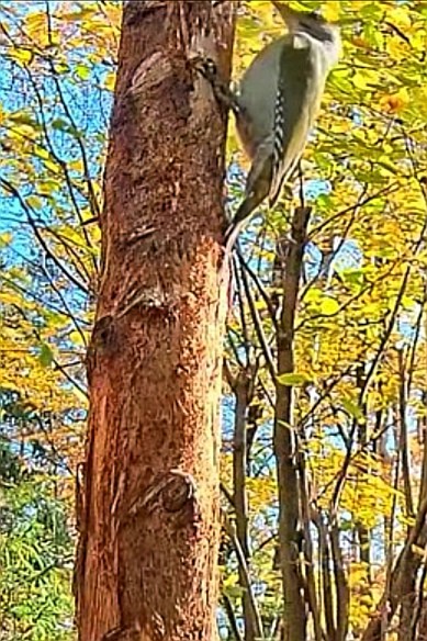 livebirdspoland_f6fb290f876ddf523d385c02394a3475.jpg