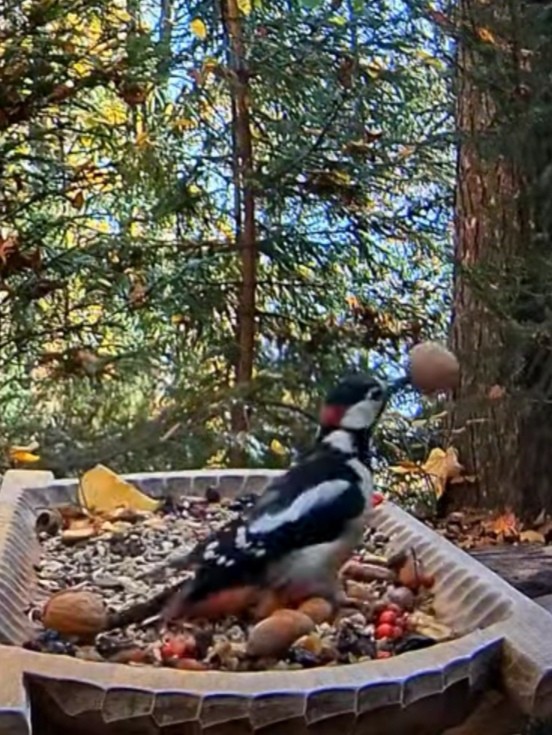 livebirdspoland_b77be1de4b5872d240166b8f3672ab7e.jpg