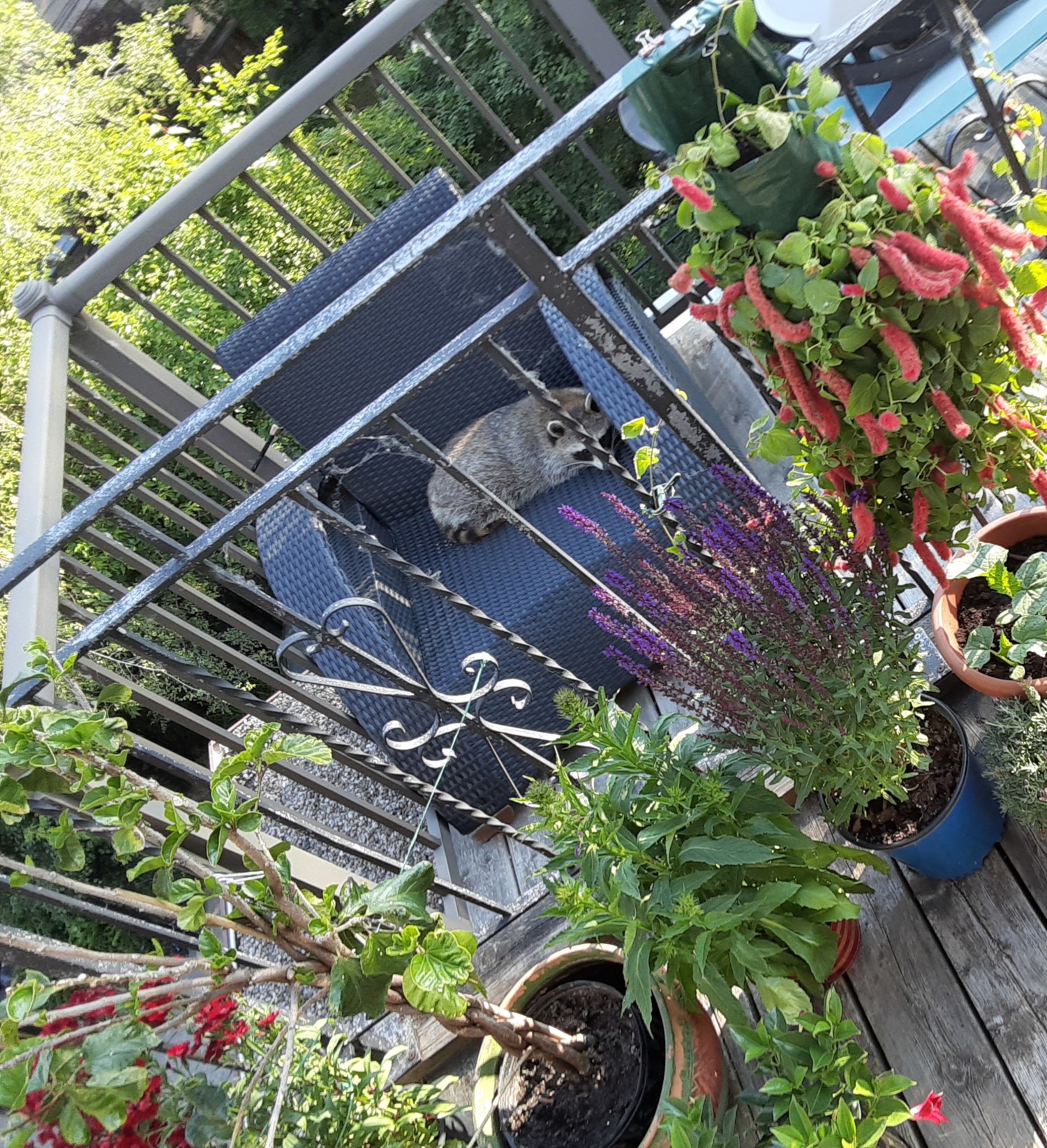 livebirdspoland_a810c655c4f8eef5a3c02f5258a22430.jpg