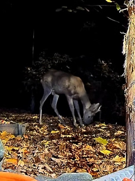 livebirdspoland_4d208283d4ba6122807334d2806096d7.jpg