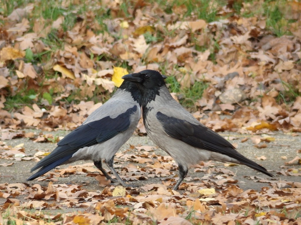 livebirdspoland_0faef69a1726433a73a4868c2945ed6b.jpg