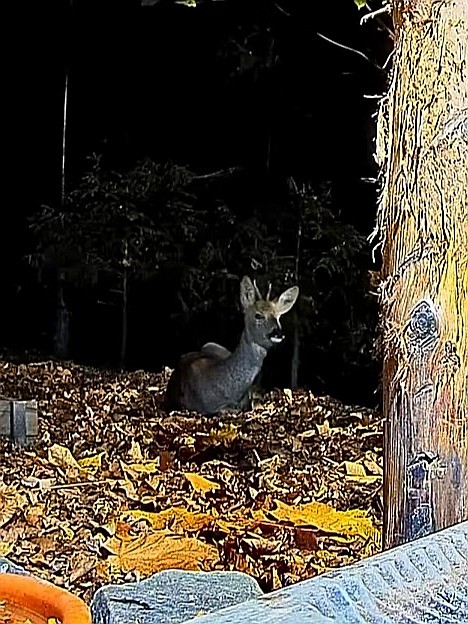 livebirdspoland_8c7304186e640faa3aa5305485097a4e.jpg
