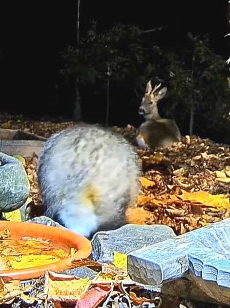 livebirdspoland_fd07d0f7b009b61b9ecc50e5bb92a60f.jpg
