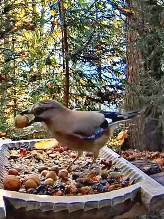 livebirdspoland_d1a647dd16e353a2a0d75a1b3926448a.jpg