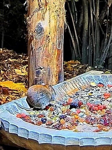 livebirdspoland_26a7a587959a2bf8a4d97cb78431f1b4.jpg