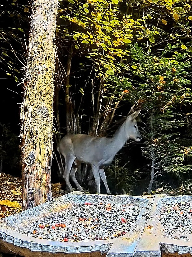livebirdspoland_254c331665b0e58b37e3ab663d954f59.jpg