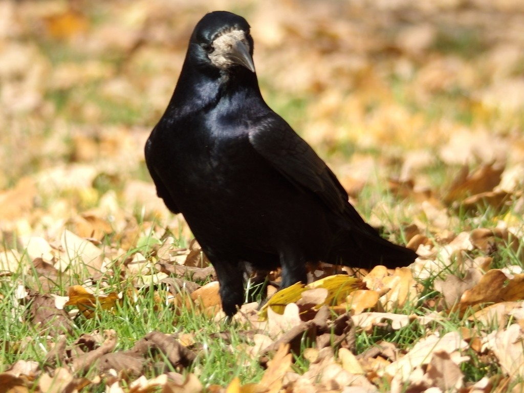 livebirdspoland_8614762d23414ce95439471f8e97b5b2.jpg