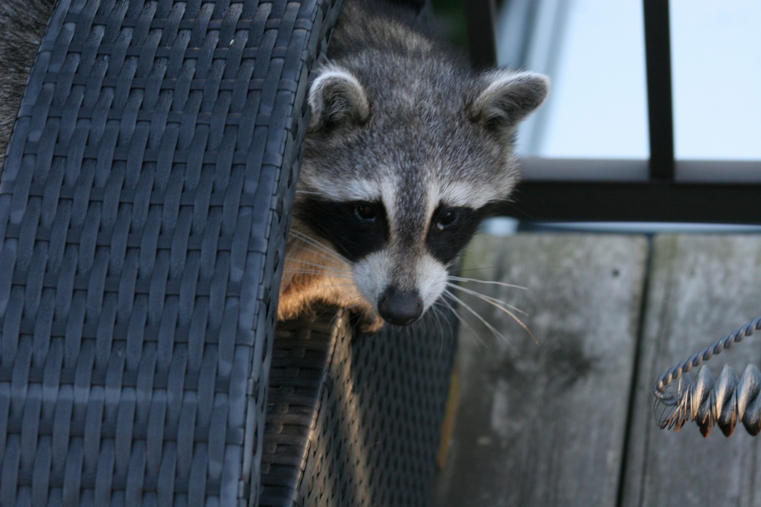 livebirdspoland_3ba66b5c177767075504aa10a1a42bfe.jpg