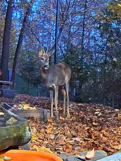 livebirdspoland_5b5bd8d2555d6aa78ccb3ce983d6d6bc.jpg