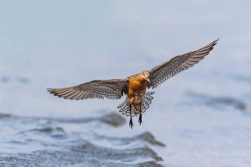 livebirdspoland_1637cb18ea066c2eb34251d412be22f1.png