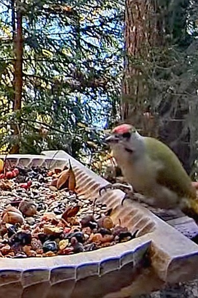 livebirdspoland_24498dbffd8f112e69a822d199e2e981.jpg