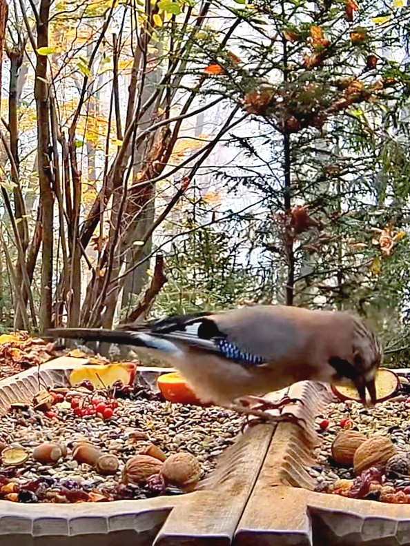 livebirdspoland_f445d8dcb6dc94d1f0227a1bebde6896.jpg