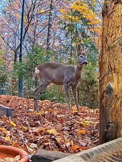livebirdspoland_9a2bdad0e0b4902b6413048d41b7fa6b.jpg