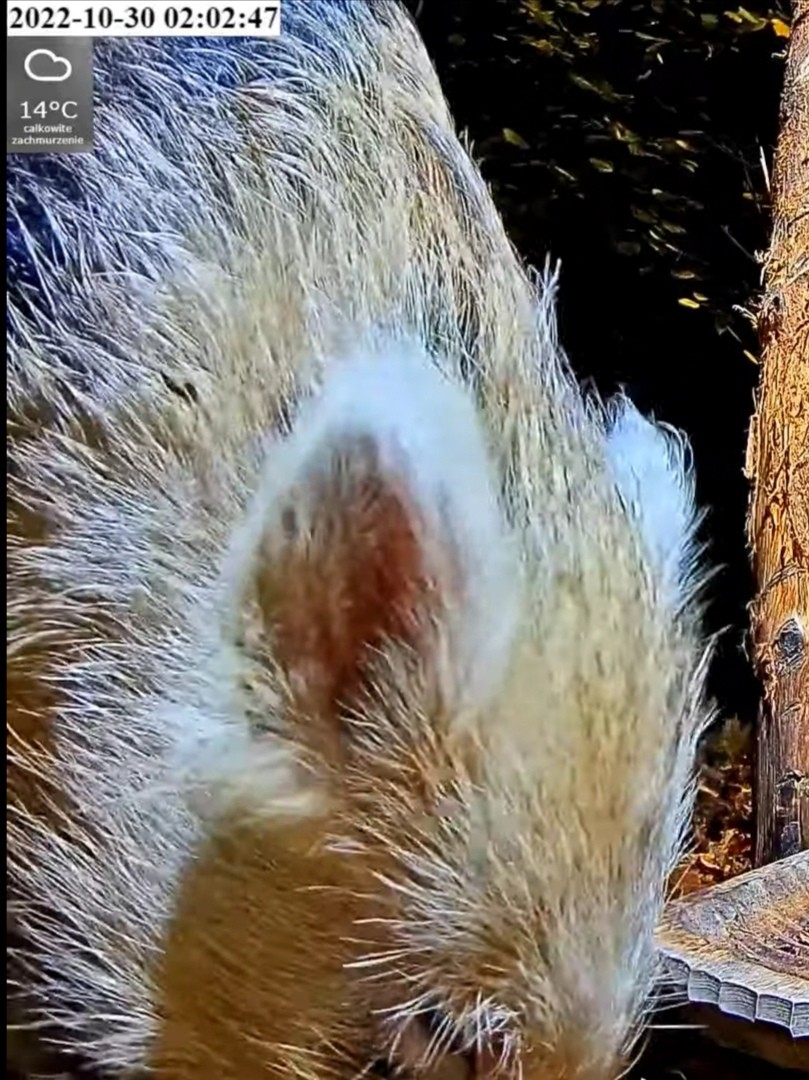 livebirdspoland_ae1237d4746c75e64b84c89921d2c0b2.jpg