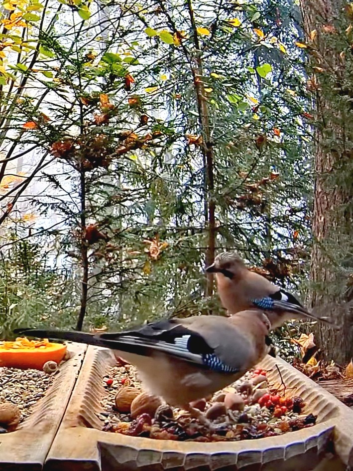 livebirdspoland_ad410f70579b4e87f73e2bb9a3be3e0f.jpg