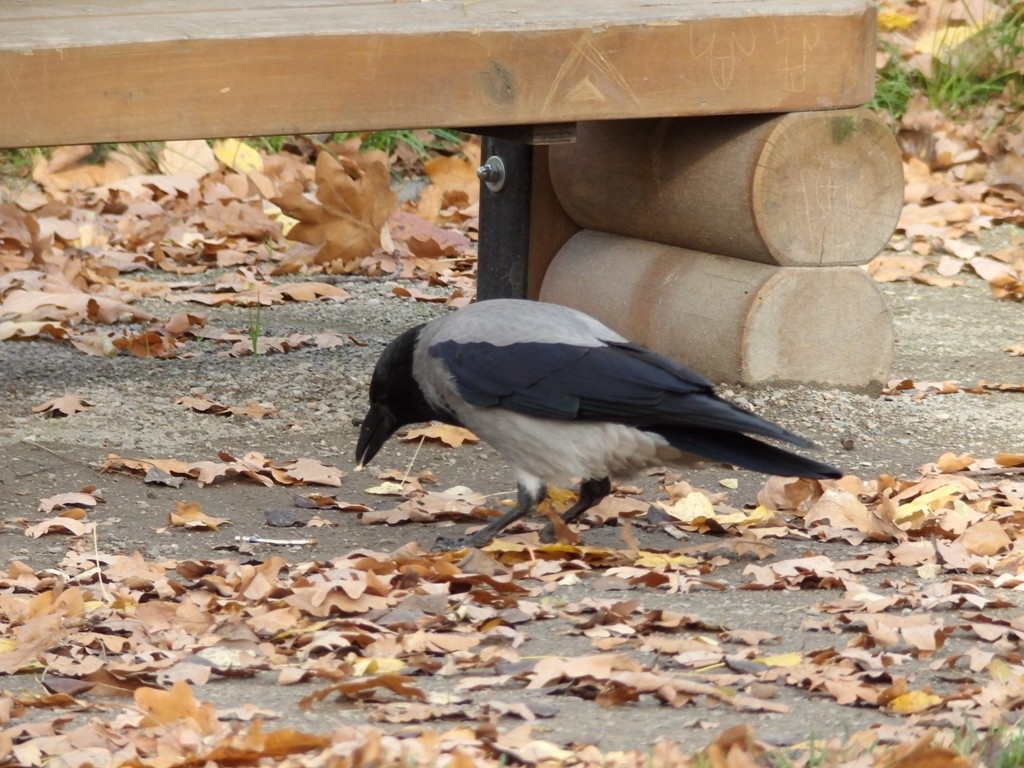 livebirdspoland_2214fdc2b39729fb550a8891c4a0e5a6.jpg