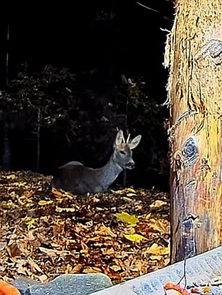 livebirdspoland_e06c0e66a7d0a3a1d81973874ab5fbfd.jpg