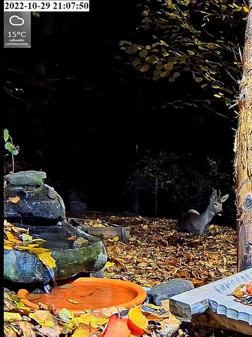 livebirdspoland_aadce0f627e56a037f82b9ca87825733.jpg
