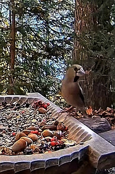 livebirdspoland_be4c6823aff613c93fe851dd1a0f1f03.jpg