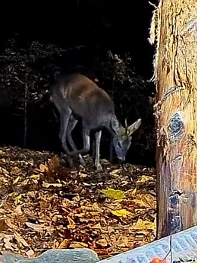 livebirdspoland_c00942e24365d615332e6083a08797d6.jpg