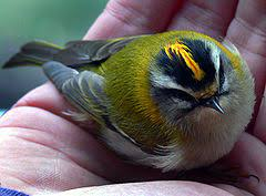 livebirdspoland_2e66daa7a3977cb4dd759fa46e24b20c.png