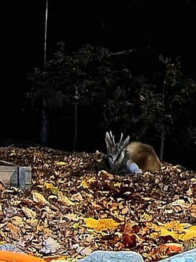 livebirdspoland_ff23f80a8ad475539400fe4b8c5b8b7e.jpg