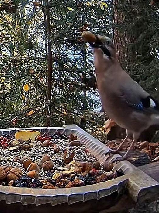 livebirdspoland_c634e0c129c410e7c3fcf04f285b0278.jpg