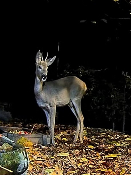 livebirdspoland_319e50cf0a320414b0f7a946e680620d.jpg