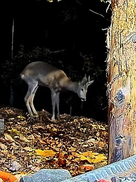 livebirdspoland_6a278d05a2418f17c947f8c689fdcb16.jpg