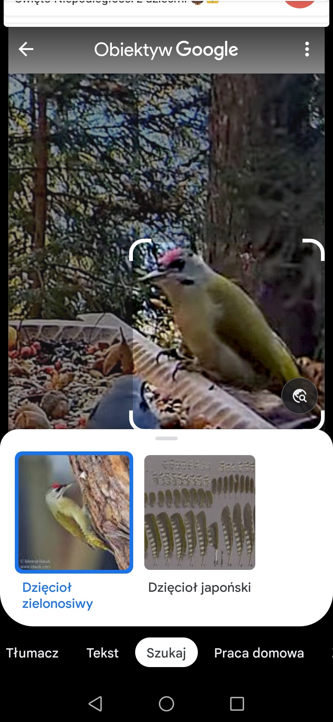 livebirdspoland_ac5eb1dae0f0a90b873fef019a3a70fe.jpg
