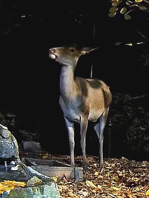 livebirdspoland_ce74766cb3d40cf9135cbf58c040d161.jpg