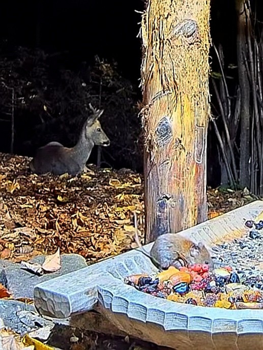 livebirdspoland_fe9d69ac603be8c315a1f1c68ec096e7.jpg