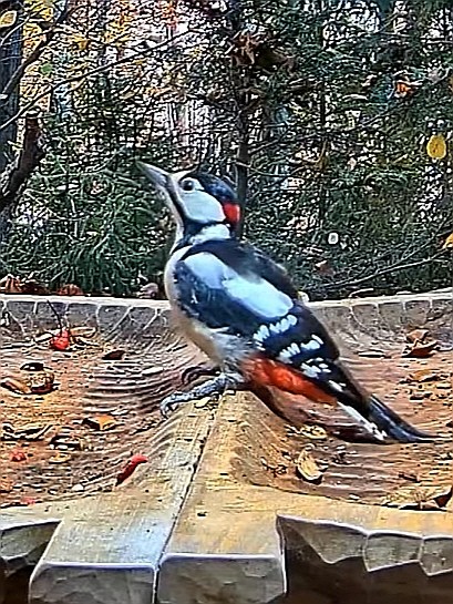 livebirdspoland_b597fd1f70570f71351be21c9226fba5.jpg