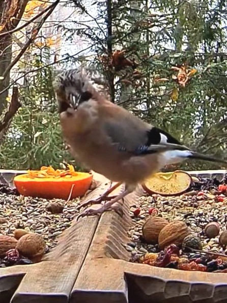 livebirdspoland_c15c38288488562bc9bbc971e5c26042.jpg