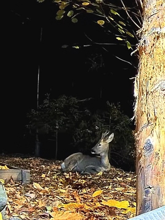livebirdspoland_8cea17ef32617bffb9098349e4c36a41.jpg