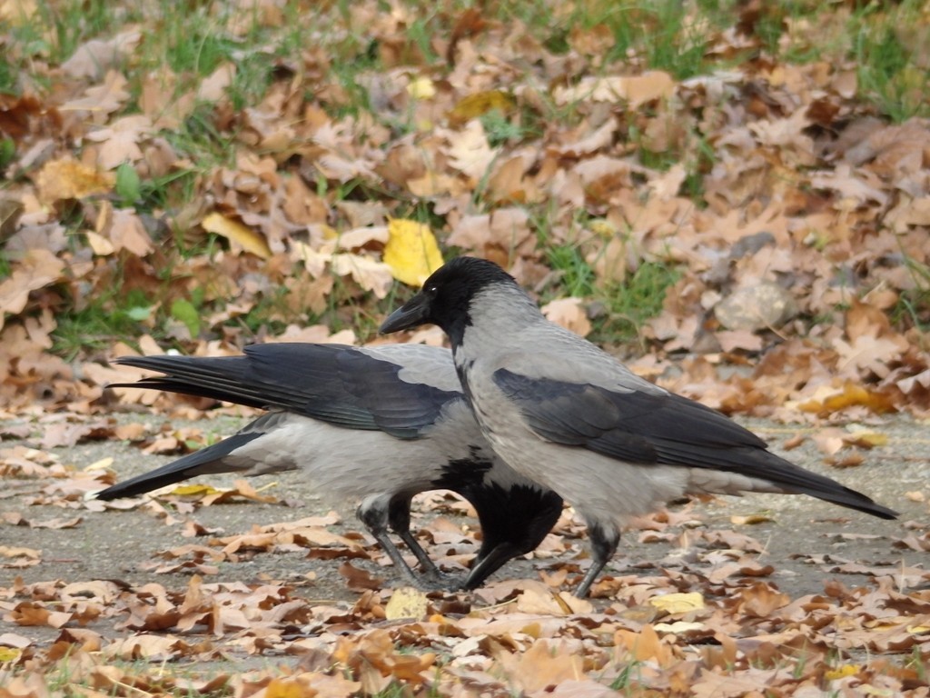 livebirdspoland_5440ed461d99b6e9fd4e777b1619183c.jpg