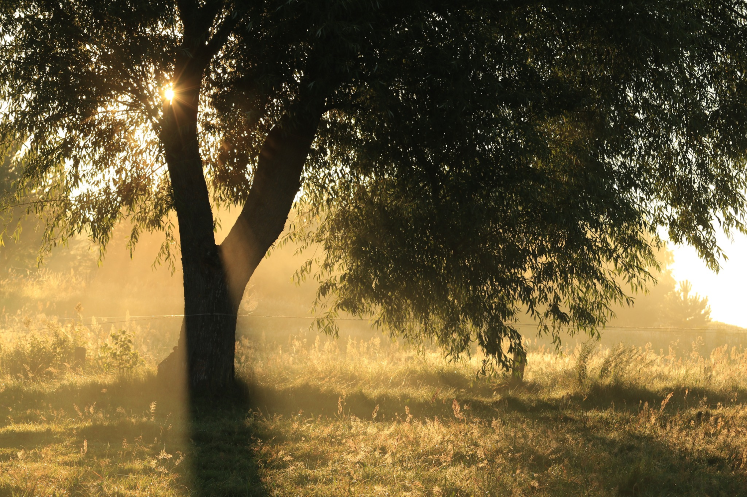 livebirdspoland_461ebf7f9aff5f871cf0438aeed2df8b.png
