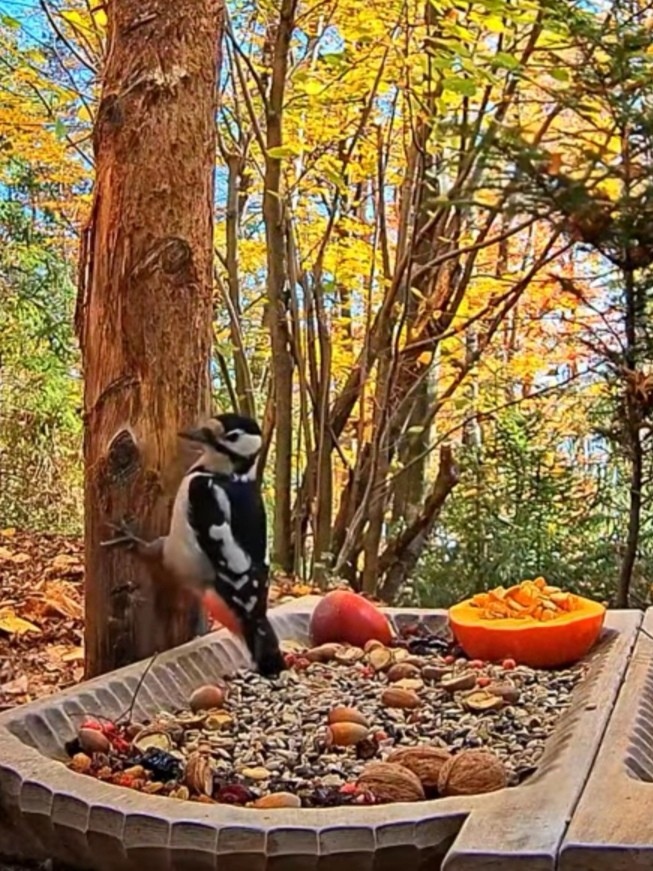 livebirdspoland_f55318330b71e905be117b0813601c7f.jpg