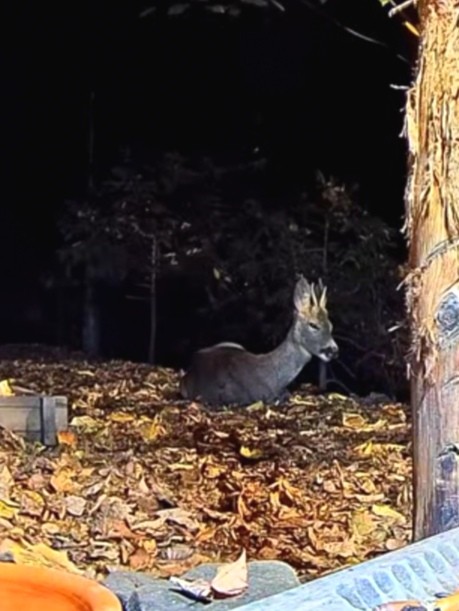 livebirdspoland_80741bdf2748f9b0d44a822443cb5884.jpg