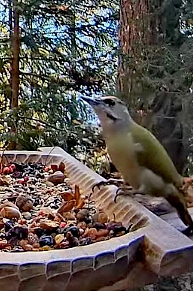 livebirdspoland_13901dd53ef0088be3da00be245492dd.jpg