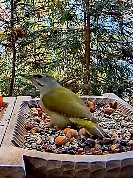 livebirdspoland_e2215d80dfb6e88f9faed2e79c131370.jpg