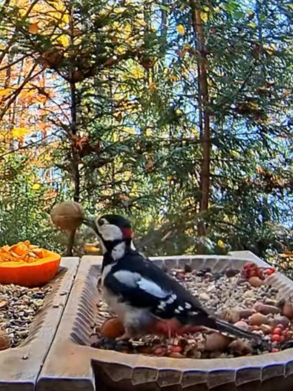 livebirdspoland_56f995bbcb206a25f880552479655673.jpg