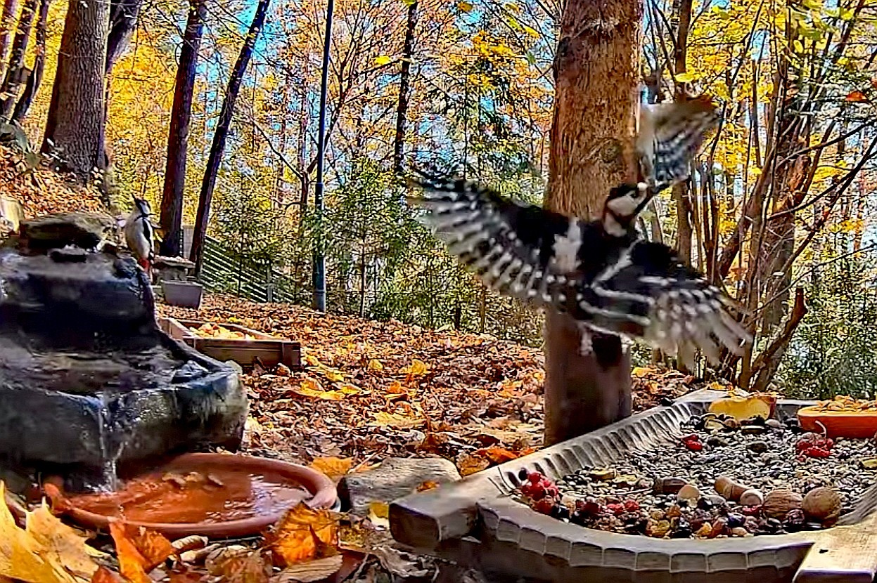 livebirdspoland_0accdc5d5f0c1232842c1b4821bca4aa.jpg
