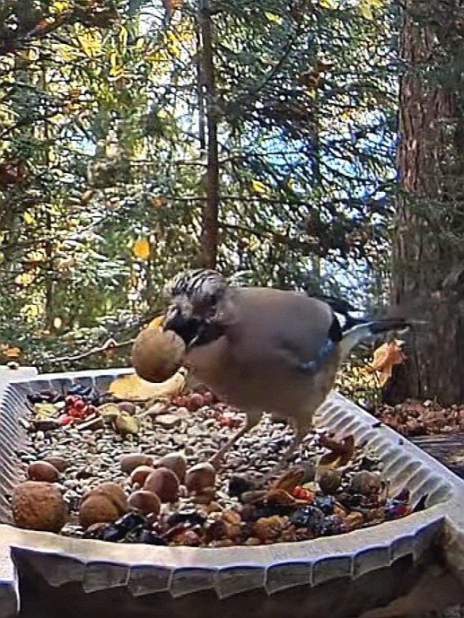livebirdspoland_bc37d3efcbd0634573978c427c5d18b0.jpg