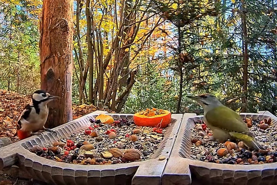 livebirdspoland_e3556bce3de0f8ec4a8b18a6eed5366c.jpg