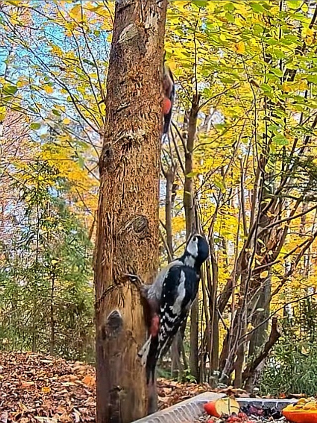 livebirdspoland_8ee32b2d26445e74376f039dd9af2a10.jpg