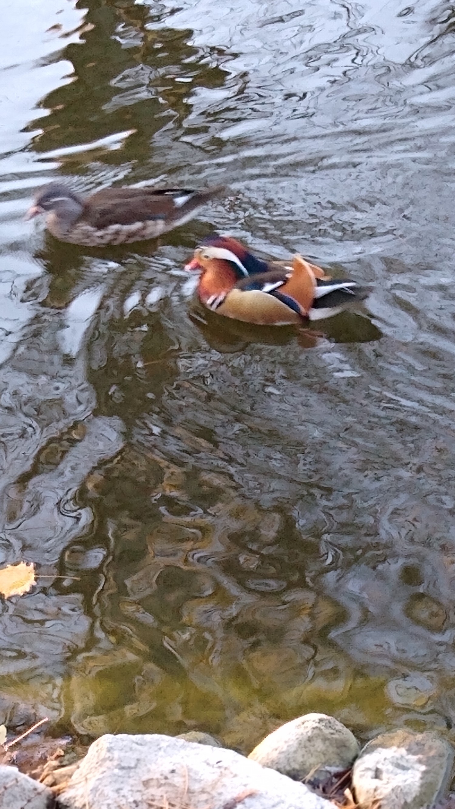 livebirdspoland_5abc1d62c93b8c9f4ff485977c40b004.jpg