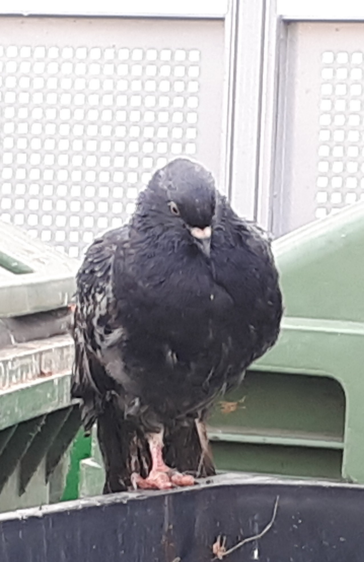 livebirdspoland_f538044e667310b921822647d1c66974.jpg