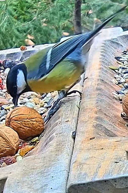 livebirdspoland_47c27af62ab0316b8149ba58f74cef76.jpg