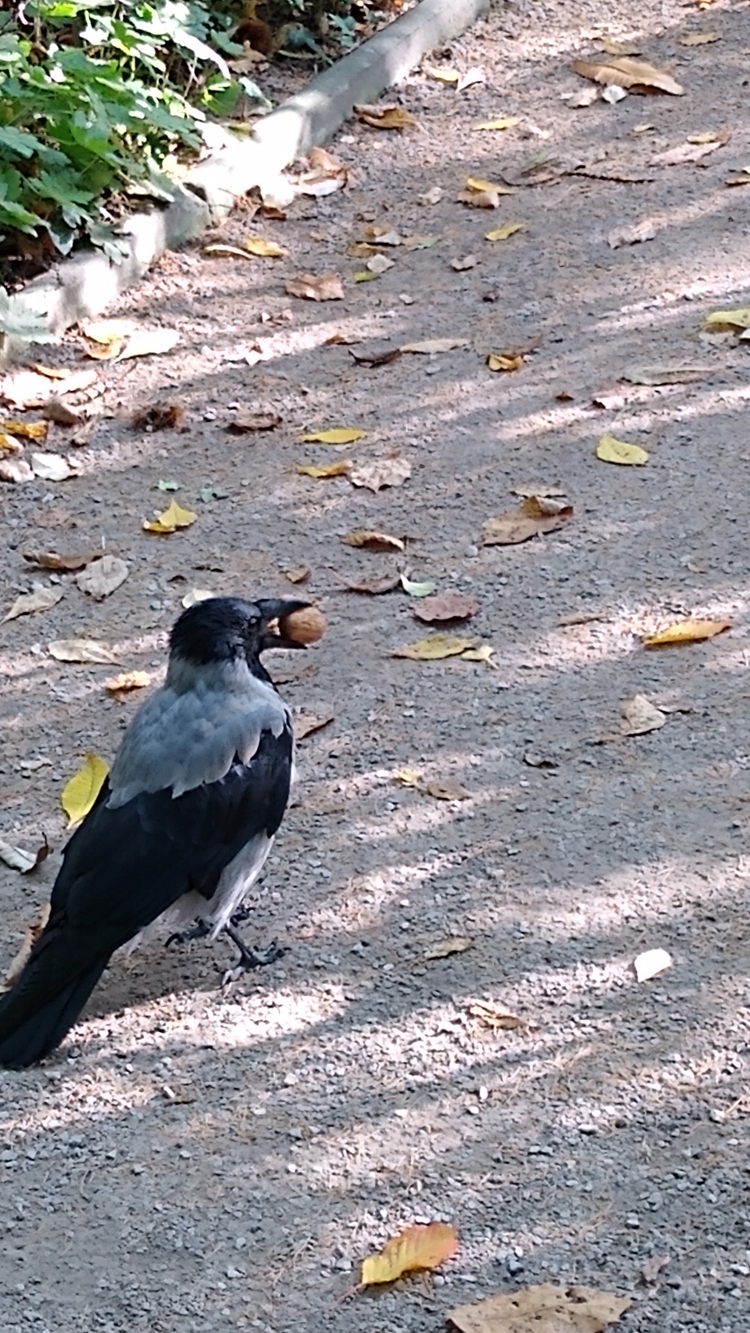 livebirdspoland_ca1a4789db9f69837fbf9701bb65eedf.jpg